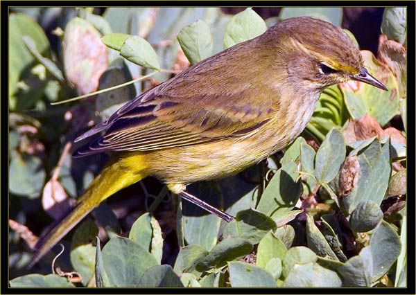 Palm Warbler