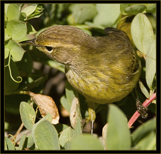 Palm Warbler