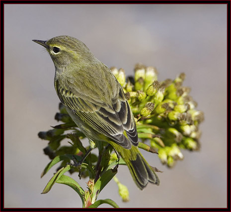 Palm Warbler