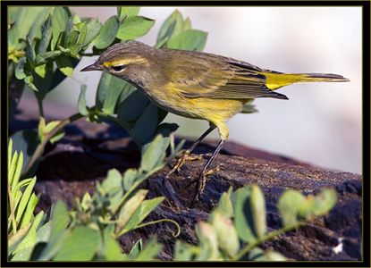 Palm Warbler