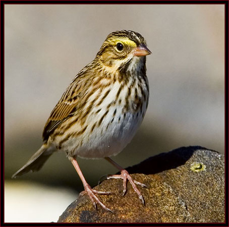 Savannah Sparrow