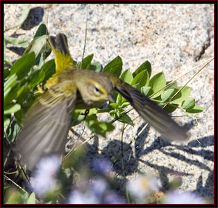 Palm Warbler