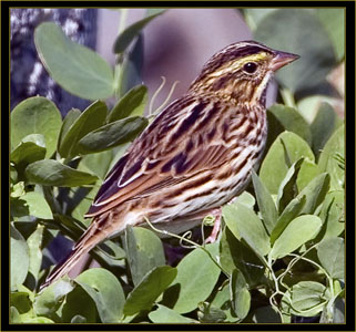 Savannah Sparrow