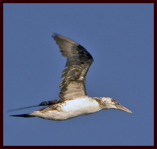 Yet another Northern Gannet taken on the return trip to the mainland