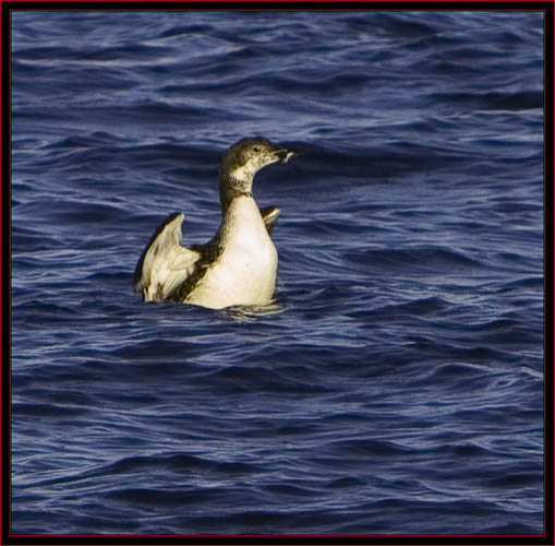 Common Loon with fish