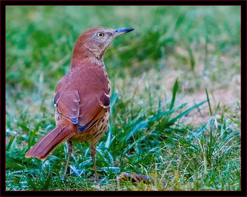 Brown Thrasher