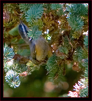 Red-breasted Nuthatch