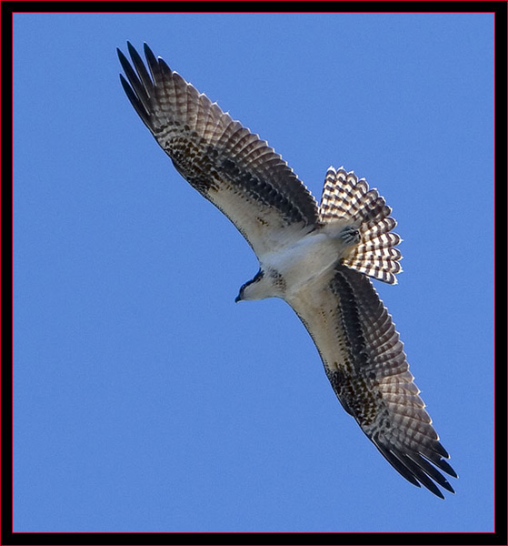 Osprey Fly-by