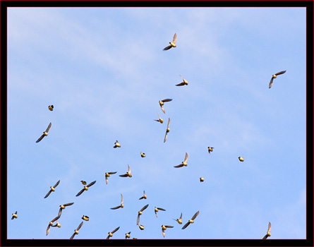 Flock of Cedar Waxwings