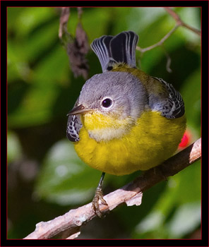 Magnolia Warbler