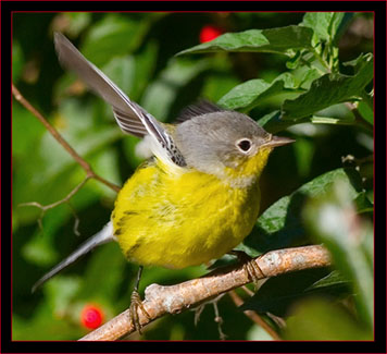 Magnolia Warbler