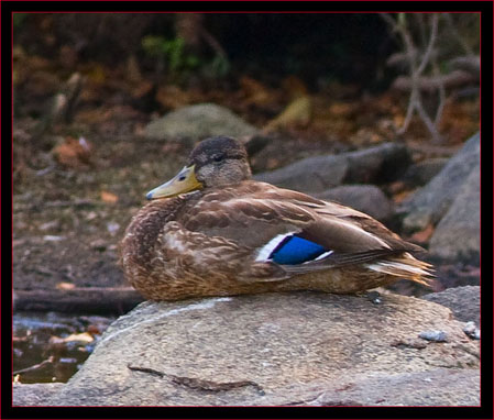 Blue-winged Teal