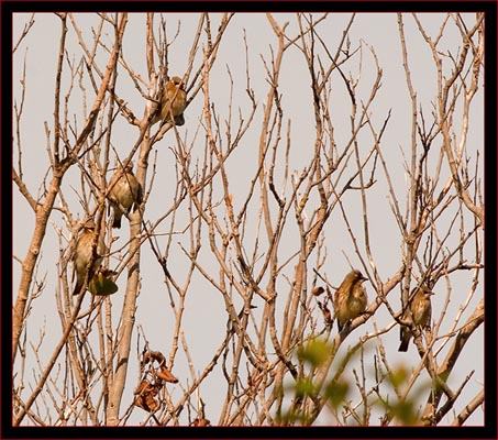 Cedar Waxwings