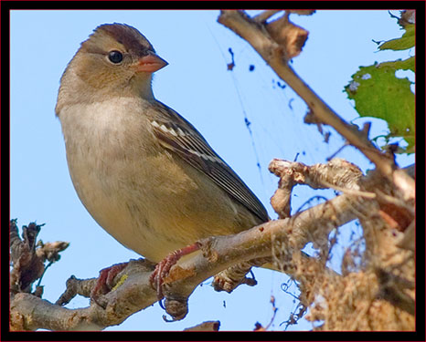 Imature White-crowned Sparrow