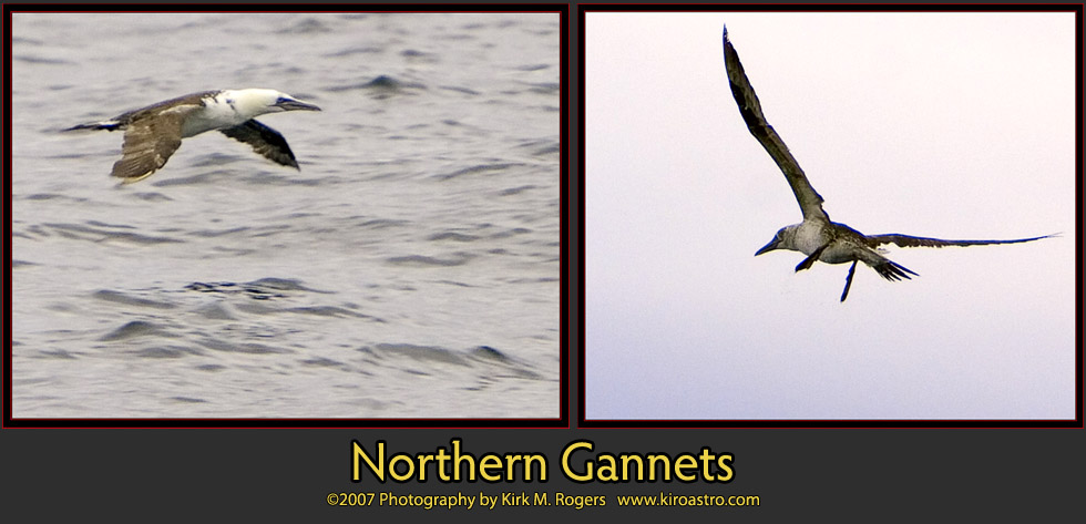 Northern Gannet photographs from the outward passage