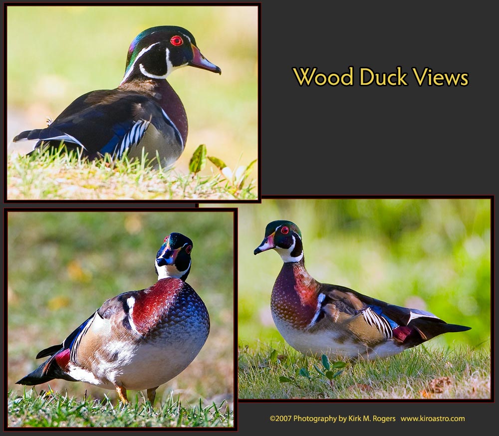 The Ice Pond Wood Duck