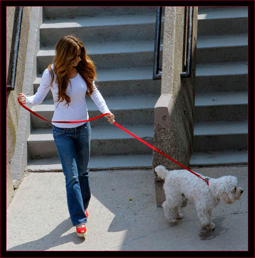 Dog walker from above