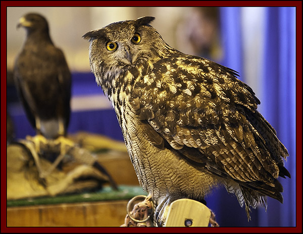 Talons! European Hawk Owl - NEAF 2011