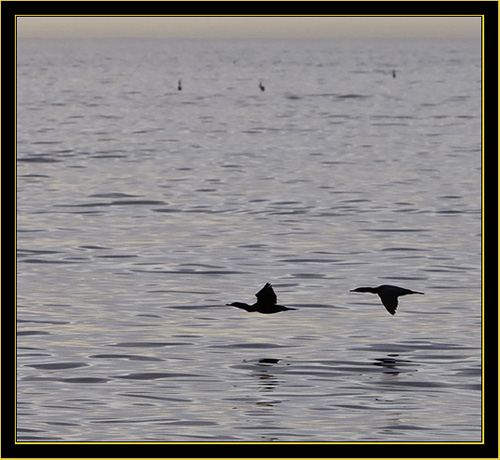 Double-crested Cormorants