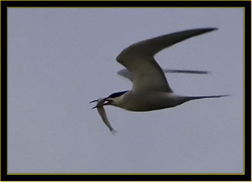 Common Tern with Catch