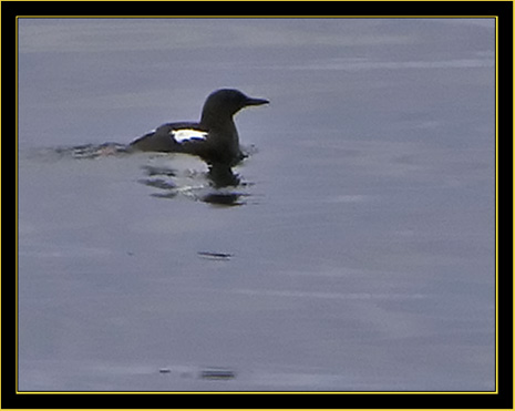 Black Guillemot