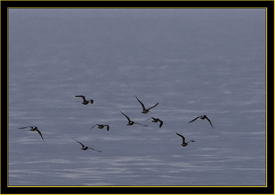 Short-billed Dowitcher flight