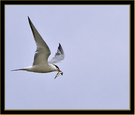 Common Tern with catch