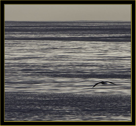 Great  Black-backed Gull flying over calm sea