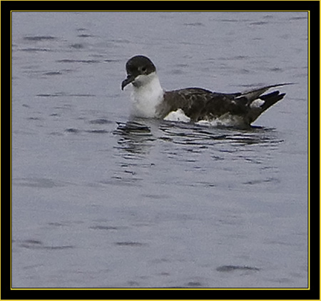 Greater Shearwater