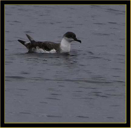 Greater Shearwater