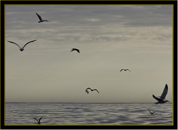 Gulls in the chum stream