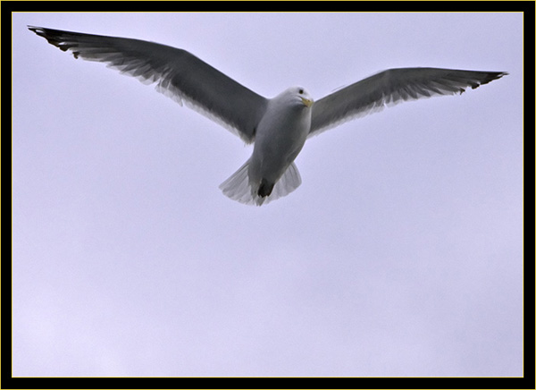 Herring Gull watching the chum stream