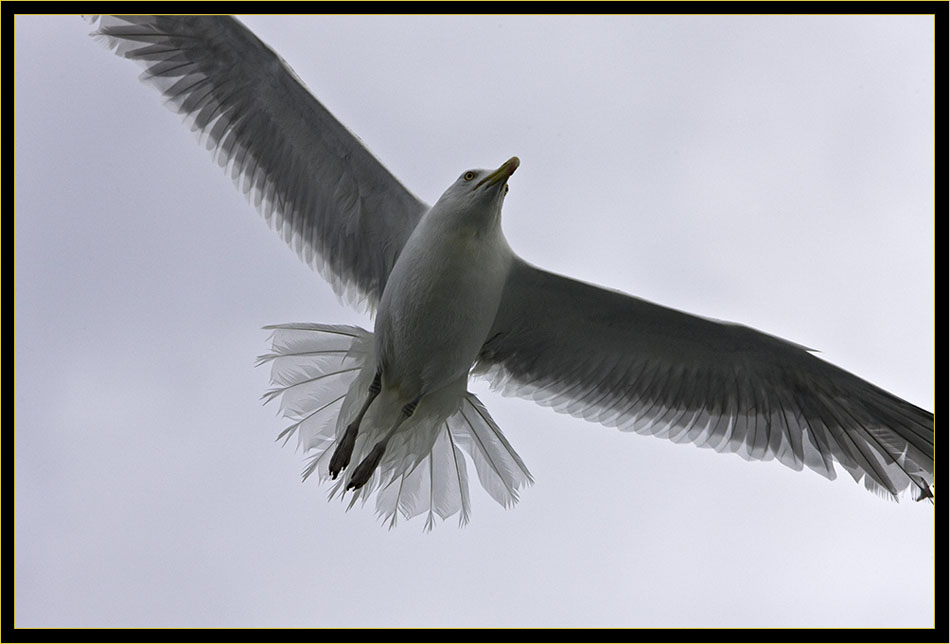 Herring Gull