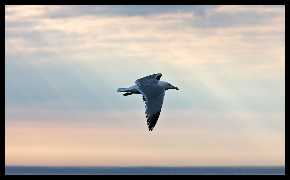 Great Black-backed Gull