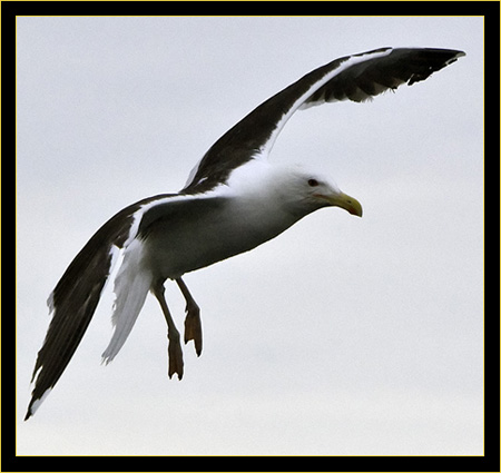 Great Black-backed Gull