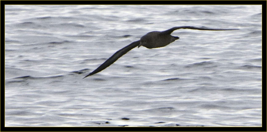 Sooty Shearwater