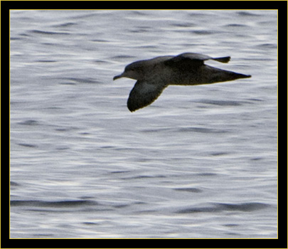 Sooty Shearwater