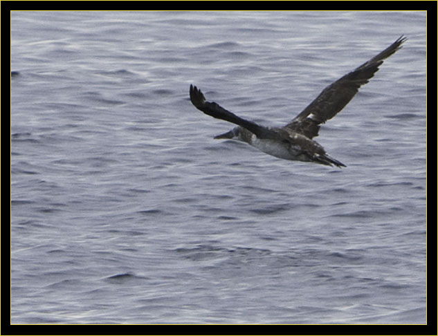 Northern Gannet