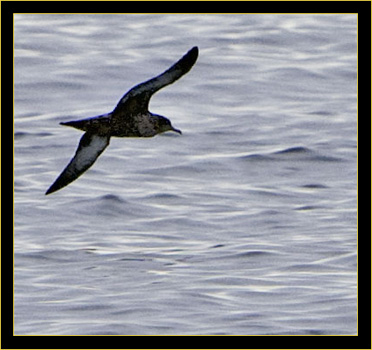 Sooty Shearwater