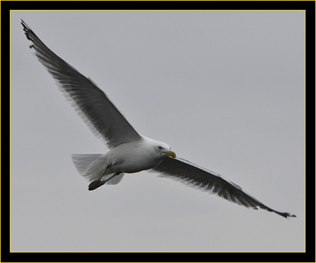 Herring Gull