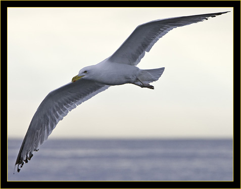 Herring Gull