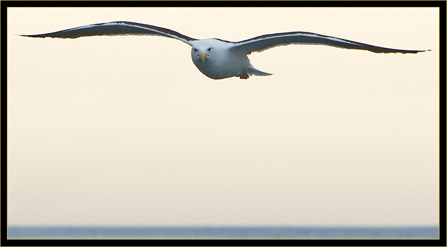 Great Black-backed Gull