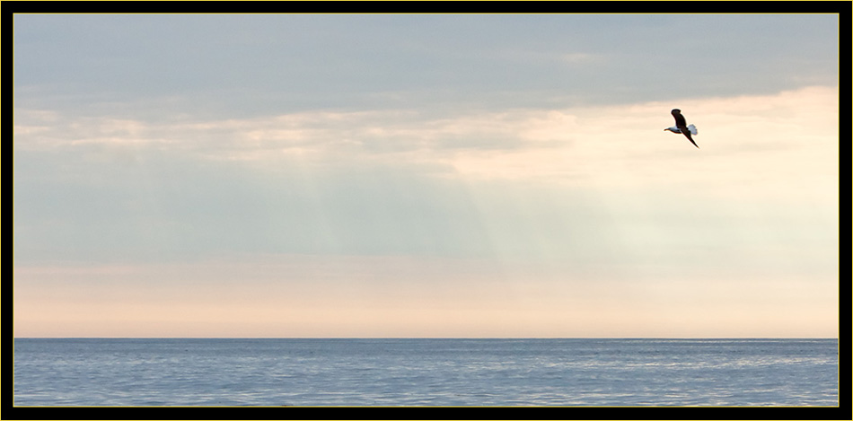 Great Black-backed Gull & Sunrays