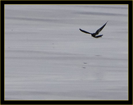 Wilson's Storm-Petrel