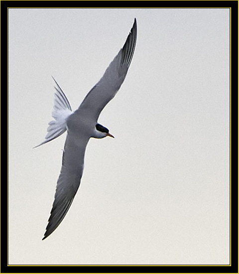 Common Tern