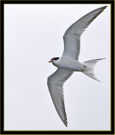 Common Tern