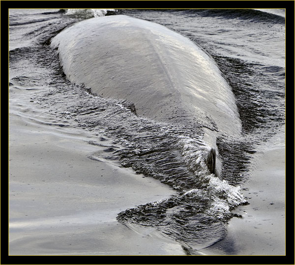 Fin Whale up close