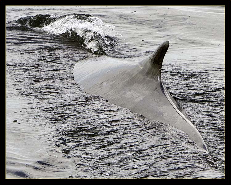 Finback Whale