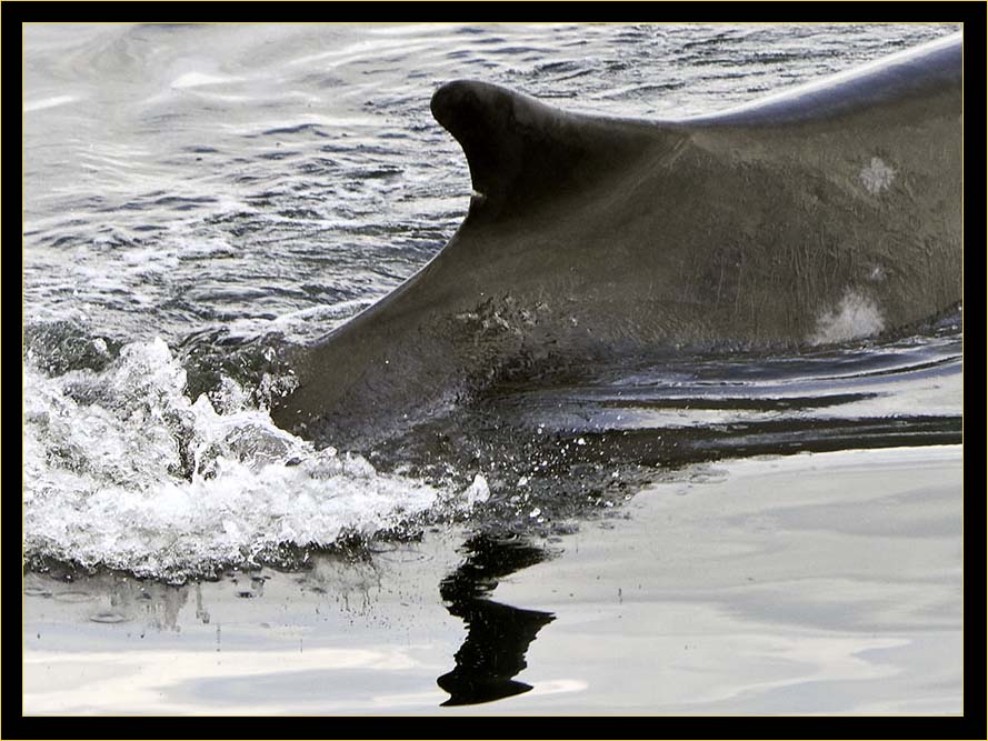 Finback Whale