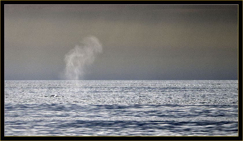 Distant Finback Whale blowing